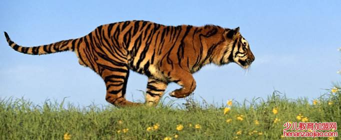 勾三搭四指什么生肖？