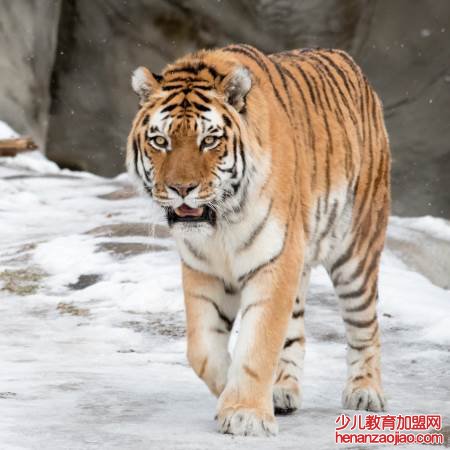 勾三搭四指什么生肖？