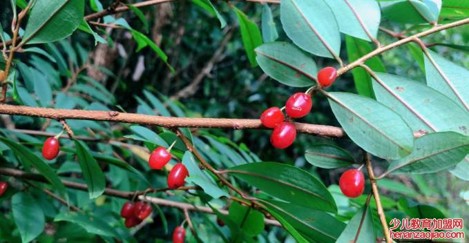 可卡因的原植物是什么？