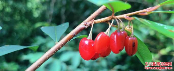 可卡因的原植物是什么？