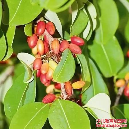 可卡因的原植物是什么？