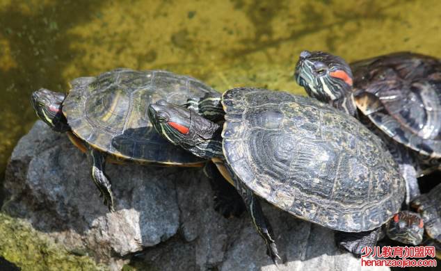 乌龟冬眠需要准备什么东西？