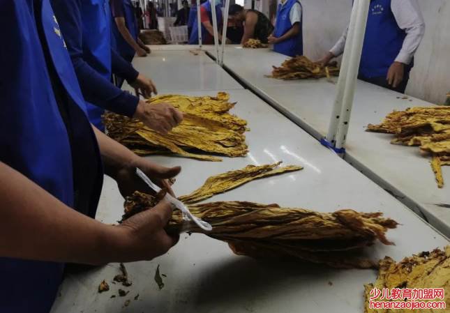 为什么香烟年底会缺货？