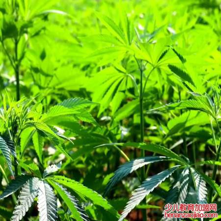 合成大麻素类物质是第几代毒品？
