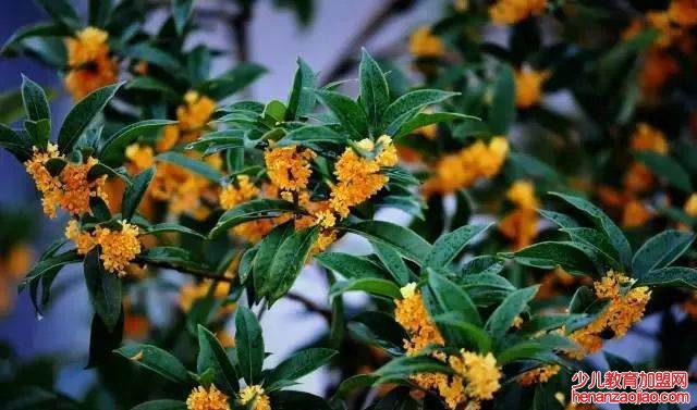 桂花最大的特点是什么？