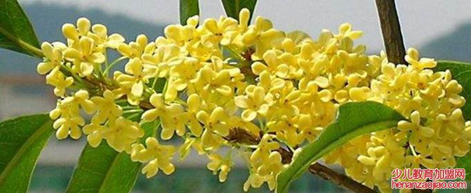 桂花最大的特点是什么？