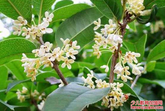 桂花分几种？哪个品种最名贵？