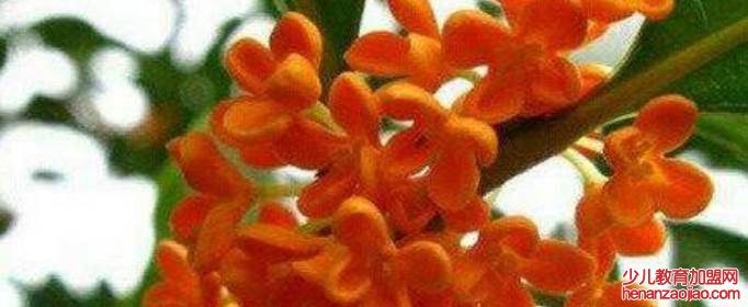 桂花分几种？哪个品种最名贵？