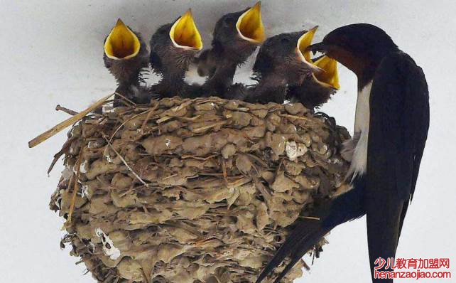 小燕子在家搭窝预示着什么?