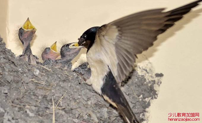 小燕子在家搭窝预示着什么?