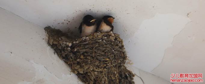 小燕子在家搭窝预示着什么?