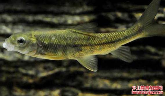 中国的4大名鱼是什么？