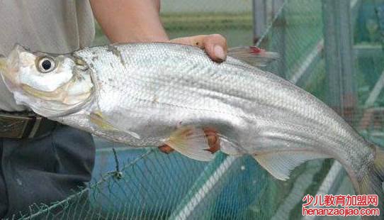 中国的4大名鱼是什么？
