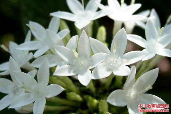 十种不能养的花是什么？