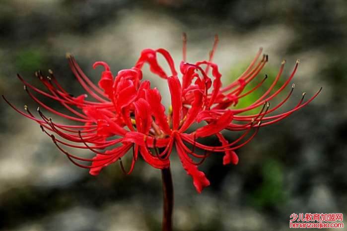 十种不能养的花是什么？