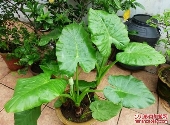 十种不能养的花是什么？