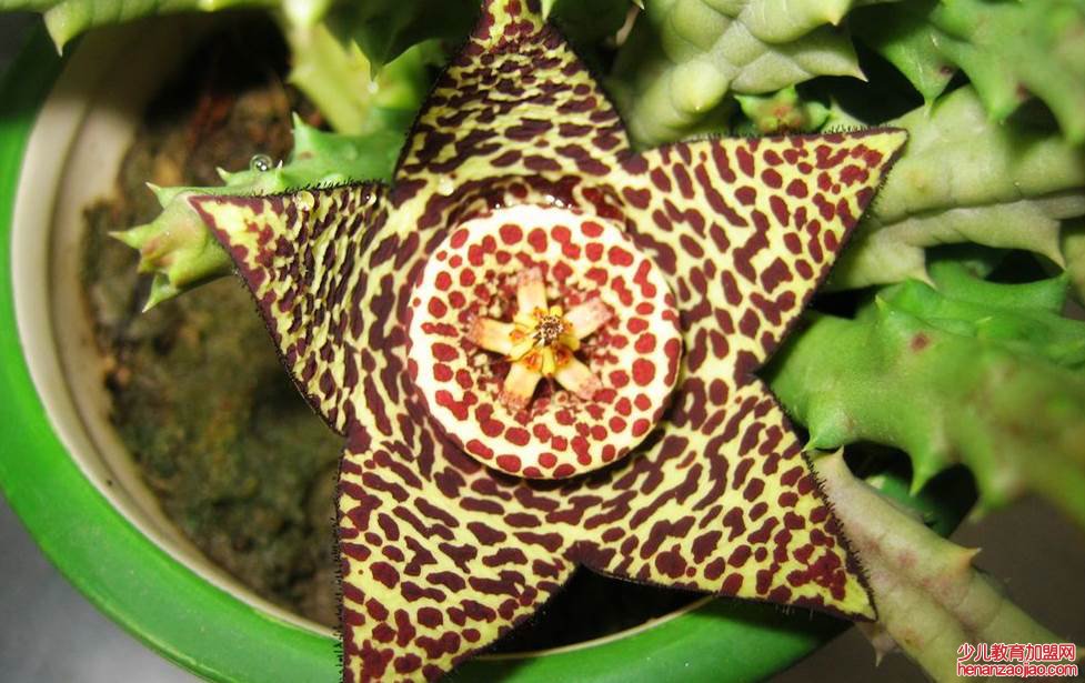 十种不能养的花是什么？