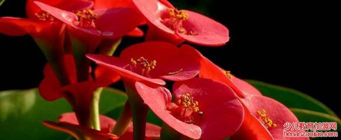 十种不能养的花是什么？