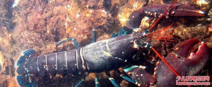 世界上最大的龙虾是什么品种?