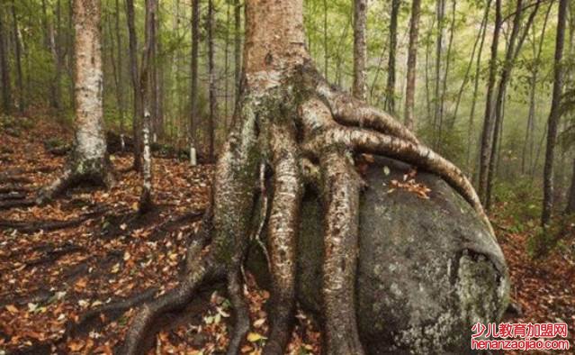 世界上最坚硬的木材是什么?