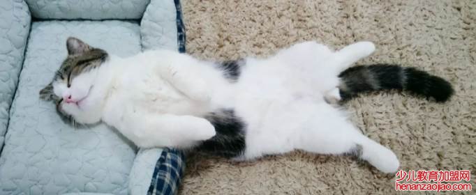 猫瘟会传染人吗？