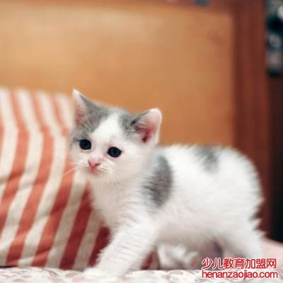 猫瘟会传染人吗？