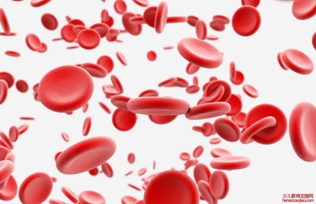 哪个器官制造了血液？