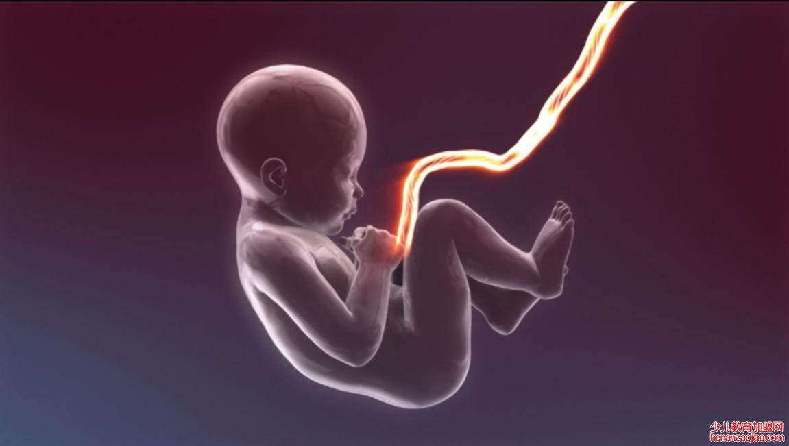 哪个器官制造了血液？