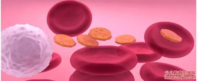 哪个器官制造了血液？