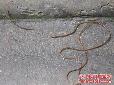 铁线虫会寄生在人体吗?