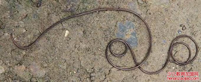 铁线虫会寄生在人体吗?