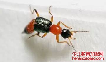 为什么家里会有隐翅虫？