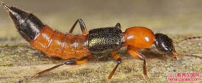 为什么家里会有隐翅虫？