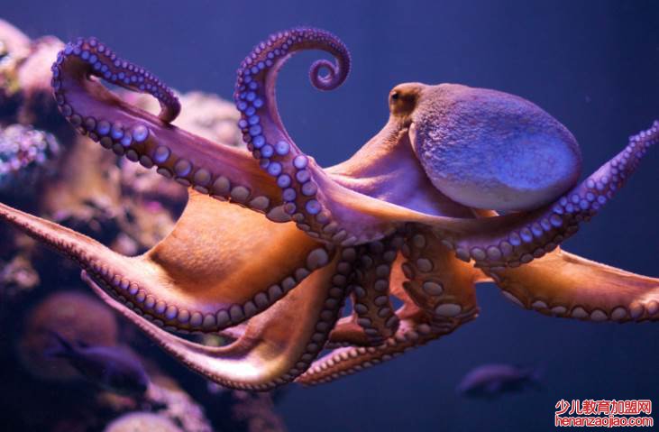 章鱼的血液是什么颜色?