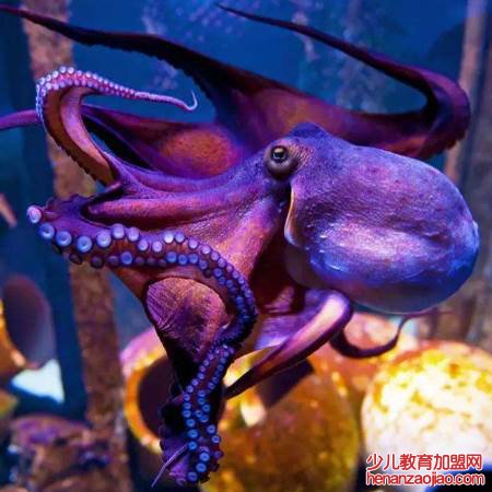 章鱼的血液是什么颜色?