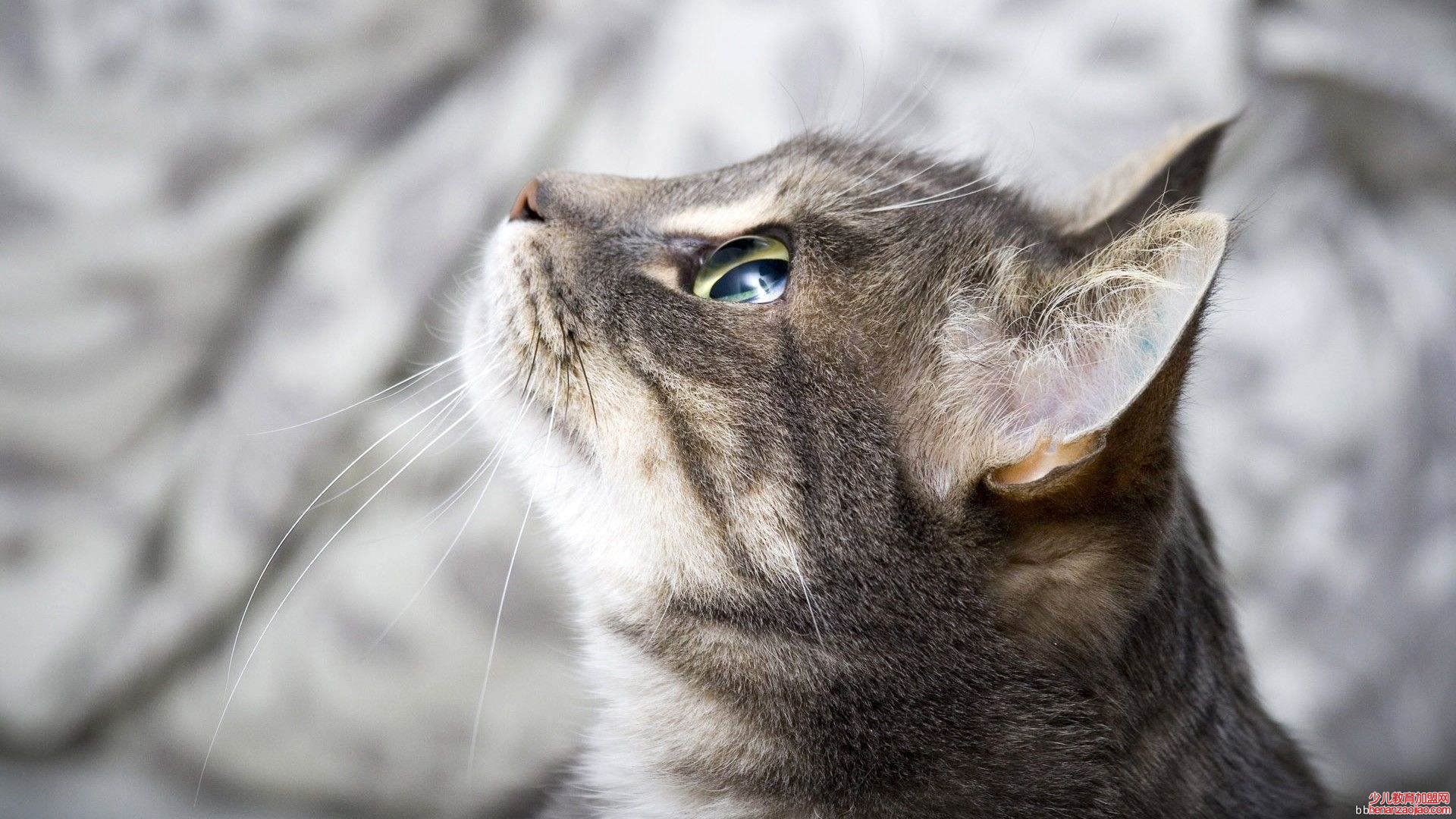 猫知道自己被扔了吗?