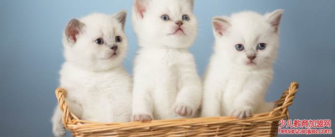 猫知道自己被扔了吗?