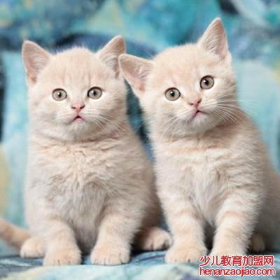 猫知道自己被扔了吗?