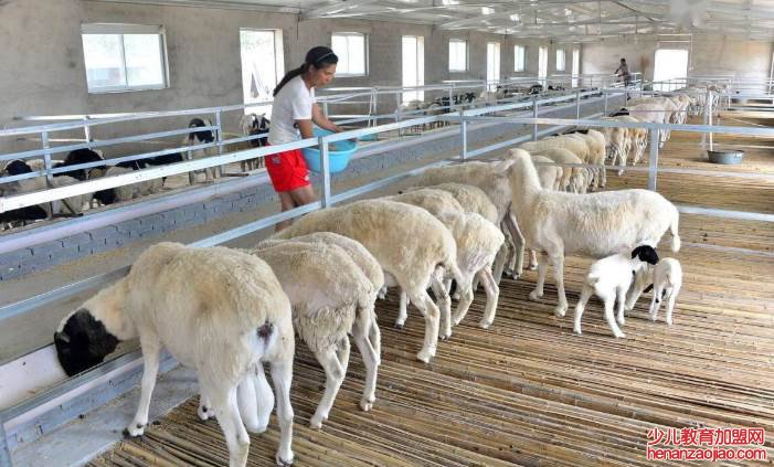 养羊50只一年赚多少钱？