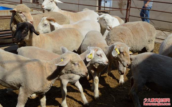 养羊50只一年赚多少钱？