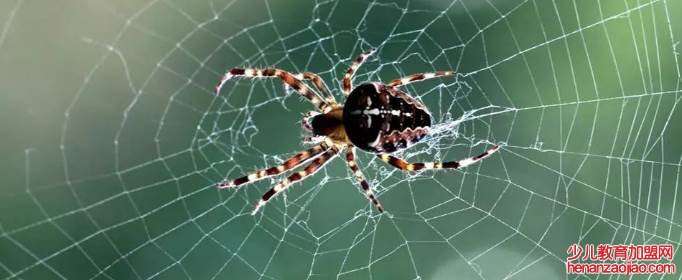 在什么洲有一种会吐丝的吐丝猫?