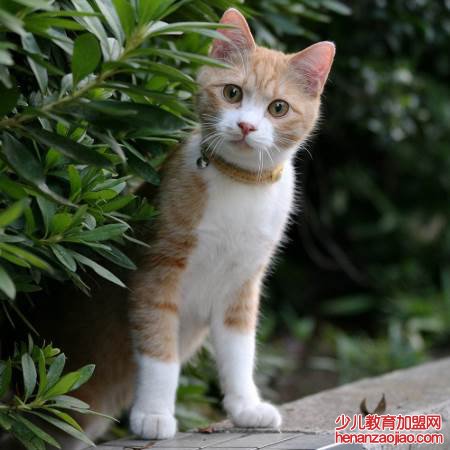 在什么洲有一种会吐丝的吐丝猫?