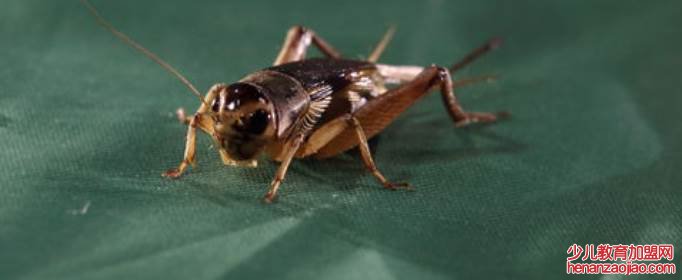 蟋蟀是通过什么发出声音的？