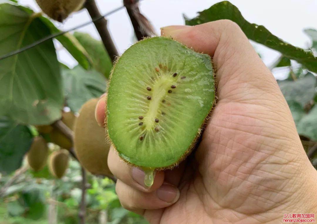 奇异果又叫什么名字？