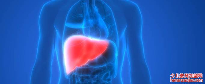 胆汁是由哪个器官分泌的?