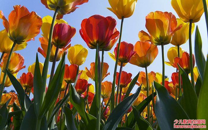 野生郁金香的花语是什么？