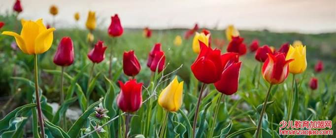 野生郁金香的花语是什么？