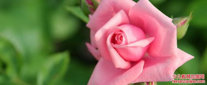 粉色玫瑰花语是什么？