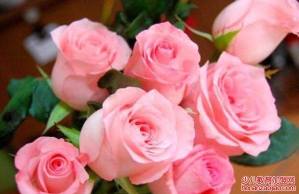 粉色玫瑰花语是什么？