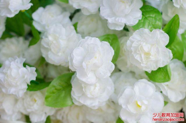 茉莉花花语是什么？